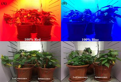 Red on sale plant light